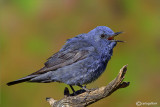 Passero solitario-Blue Rock Thrush (Monticola solitarius)