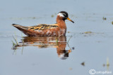 Falaropo beccogrande - Red Phalarope (Phalaropus fulicarius)