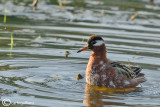 Falaropo beccogrande - Red Phalarope (Phalaropus fulicarius)