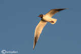 Gabbiano comune-Black-headed Gull  (Larus ridibundus)