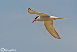 Sterna comune-Common Tern (Sterna hirundo)