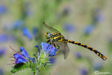 Onycogomphus uncatus