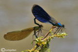 Calopteryx splendens mating