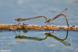   Sympecma fusca mating