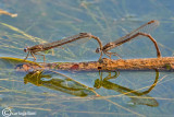   Sympecma fusca mating
