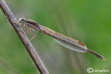   Sympecma fusca 