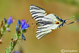 Iphiclides podalirius