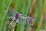 Leucorrhinia pectoralis