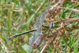 Gomphus simillimus 