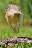 Sgarza ciuffetto-Squacco Heron (Ardeola ralloides)