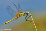 Sympetrum fonscolombi