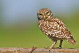 Civetta-Little Owl (Athene noctua)