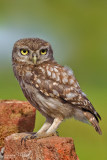 Civetta-Little Owl (Athene noctua)