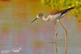 Cavaliere d'Italia-Black-winged Stilt (Himantopus himantopus)