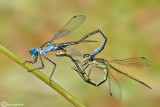 Lestes dryas