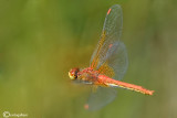 Sympetrum flaveolum