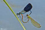 Calopteryx splendens mating