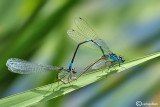 Coenagrion pulchellum mating