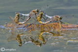 Orthetrum cancellatum mating