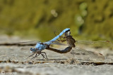 Orthetrum brunneum
