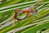 Sympetrum flaveolum