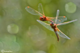 Sympetrum flaveolum