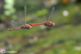 Sympetrum vulgatum