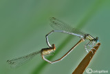 Platycnemis latipes mating