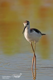 Cavaliere d'Italia-Black-winged Stilt (Himantopus himantopus)