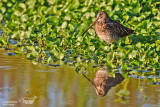 Beccaccino-Common Snipe (Gallinago gallinago)