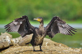 Cormorano- Great Cormorant (Phalacrocorax carbo)