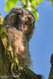 Gufo comune-Long-eared Owl (Asio otus)