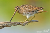 Beccaccino-Common Snipe (Gallinago gallinago)