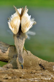 Sgarza ciuffetto-Squacco Heron (Ardeola ralloides)