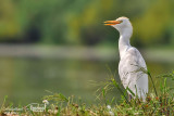 Airone guardabuoi-Cattle Egret  (Bubulcus ibis)