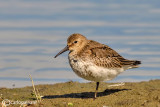 Piovanello pancianera-Dunlin (Calidris alpina)