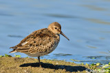 Piovanello pancianera-Dunlin (Calidris alpina)