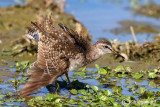 Piro piro boschereccio-Wood Sandpiper (Tringa glareola)