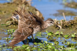 Piro piro boschereccio-Wood Sandpiper  (Tringa glareola)