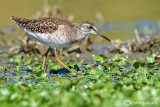 Piro piro boschereccio-Wood Sandpiper (Tringa glareola)