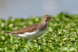 Piro piro culbianco - Green Sandpiper (Tringa ochropus)