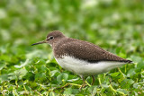 Piro piro culbianco - Green Sandpiper (Tringa ochropus)