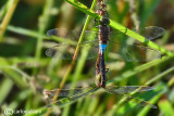 Anax parthenope