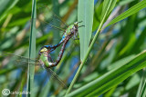 Anax imperator