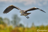 Airone cenerino-Grey Heron (Ardea cinerea)