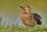 Alzavola-Eurasian Teal (Anas crecca)