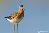 Combattente-Ruff (Philomachus pugnax)