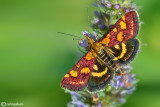 Pyrausta purpuralis