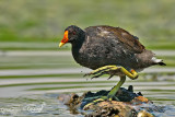 Gallinella d'acqua-Common Moorhen (Gallinula chloropus)
