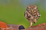 Civetta-Little Owl (Athene noctua)